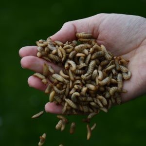 ValuSect ondersteunt nu ook de verwerking van insecten als diervoeder